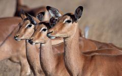 impala group 202x84